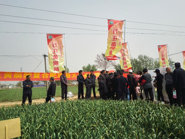 培肥养地夺高产 不妨试试黄腐酸 ——花蝶直播APP平台新肥科技有限公司河南睢县大蒜观摩会